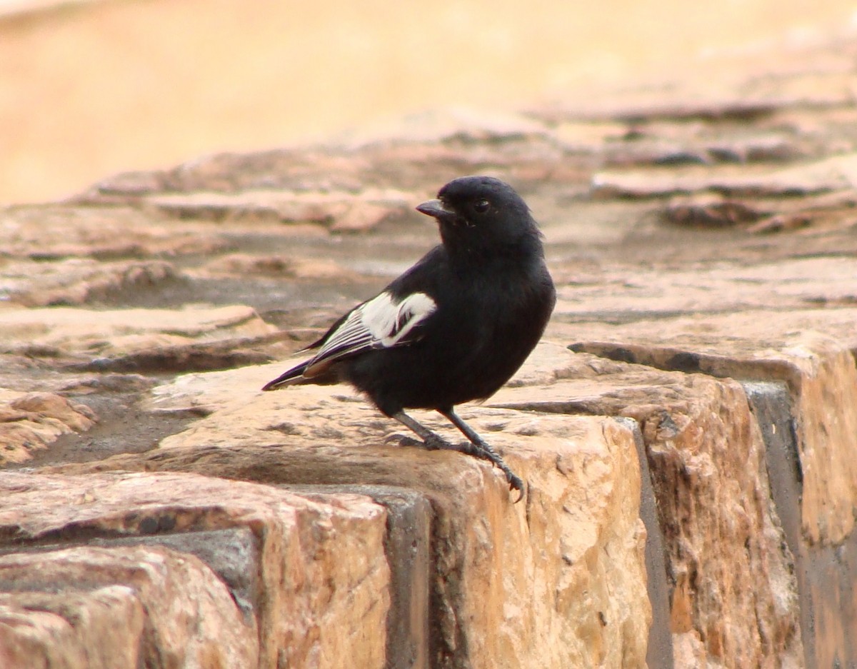 White-winged Black-Tit - Jason Anderson