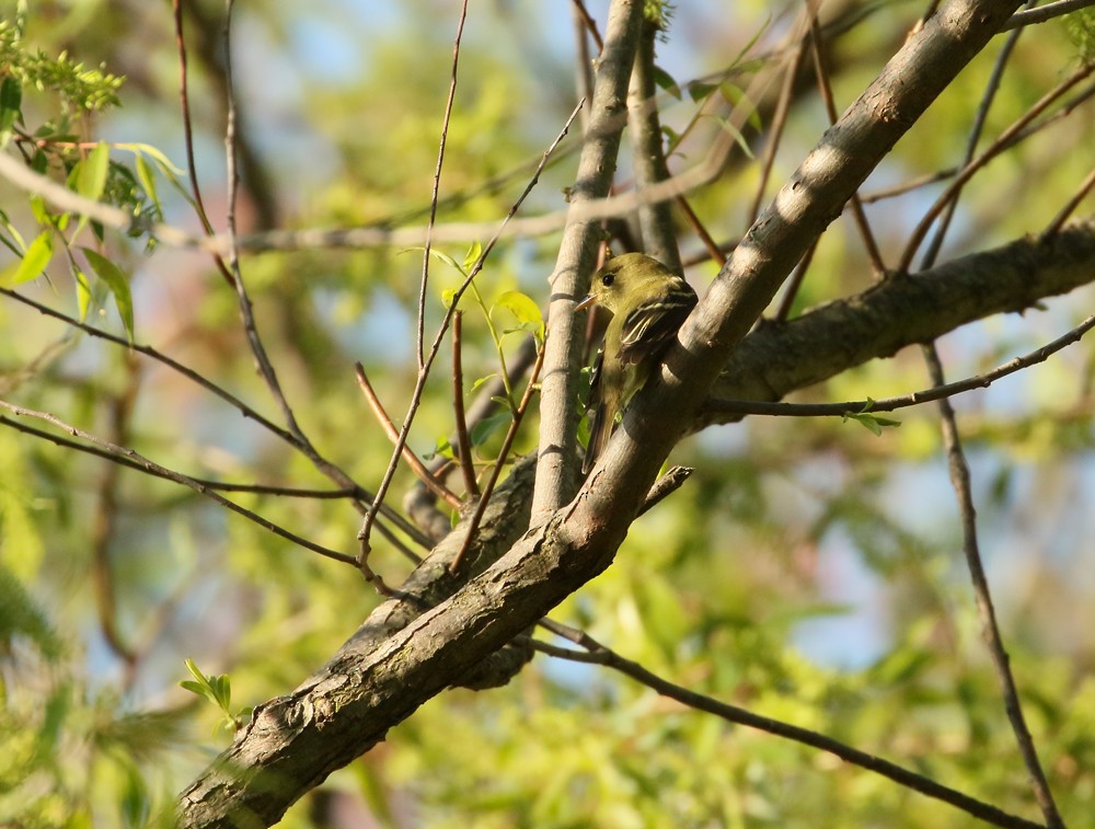 Yellow-bellied Flycatcher - ML238161831