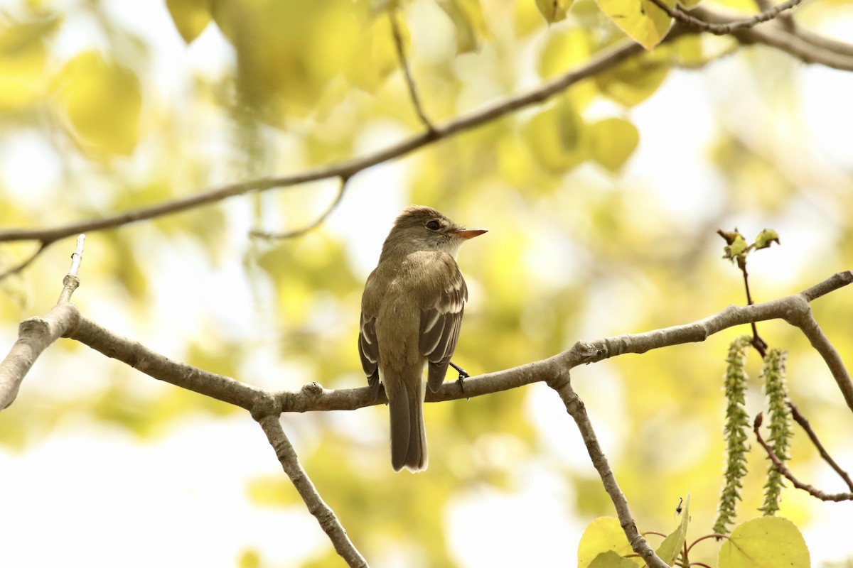 Willow Flycatcher - ML238162491