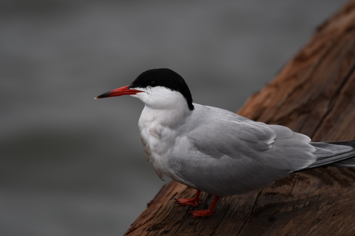 Common Tern - ML238163651
