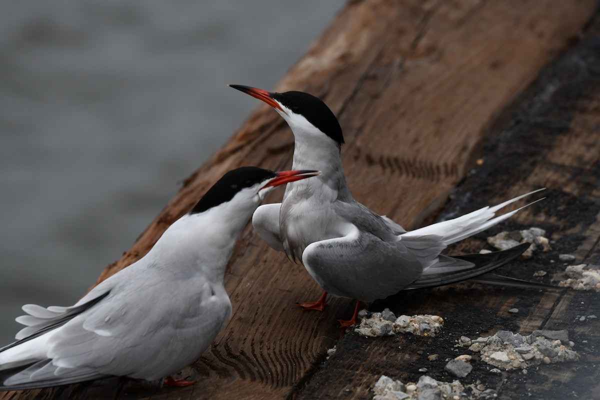 Common Tern - ML238163741