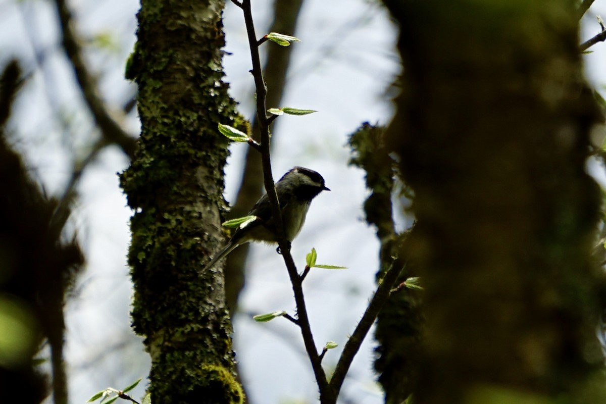 Black-capped Chickadee - ML238165131