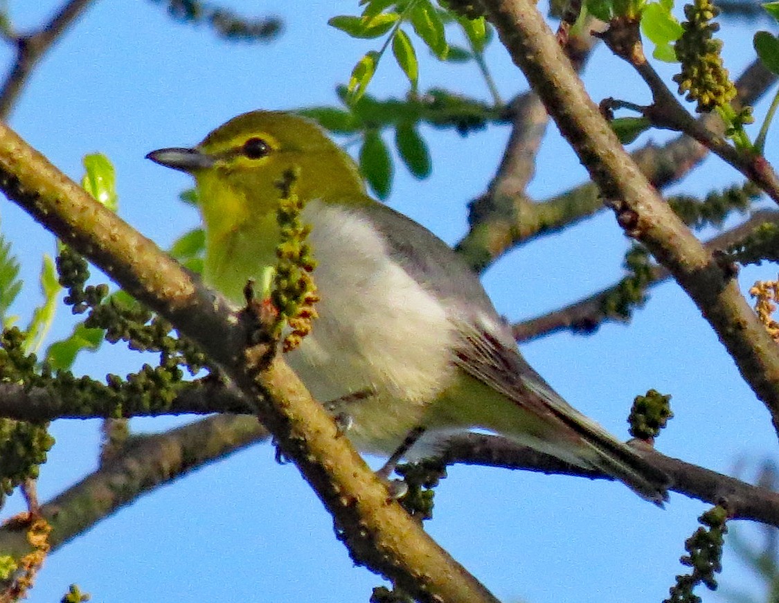 Yellow-throated Vireo - ML238165351