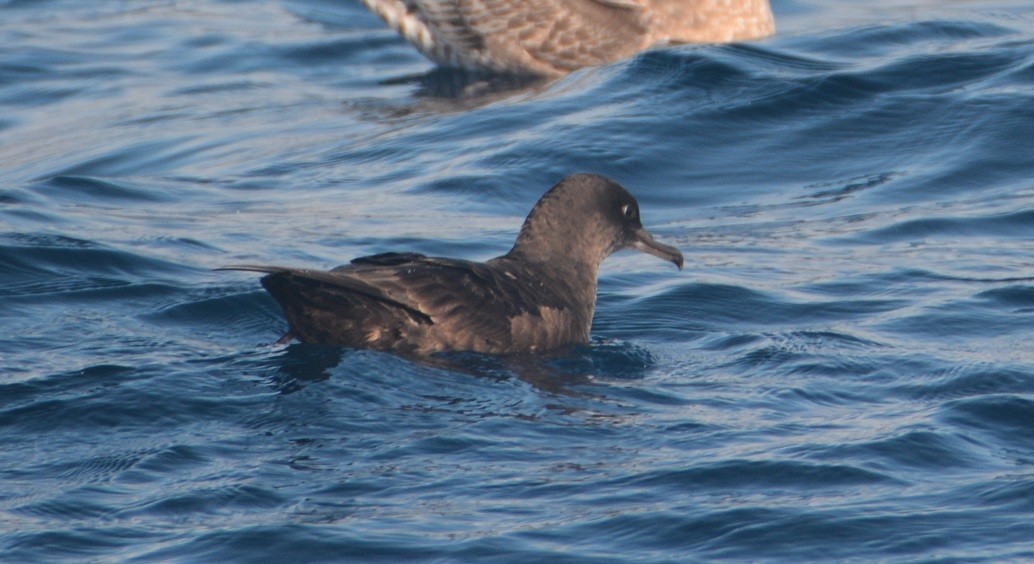 Sooty Shearwater - "Chia" Cory Chiappone ⚡️