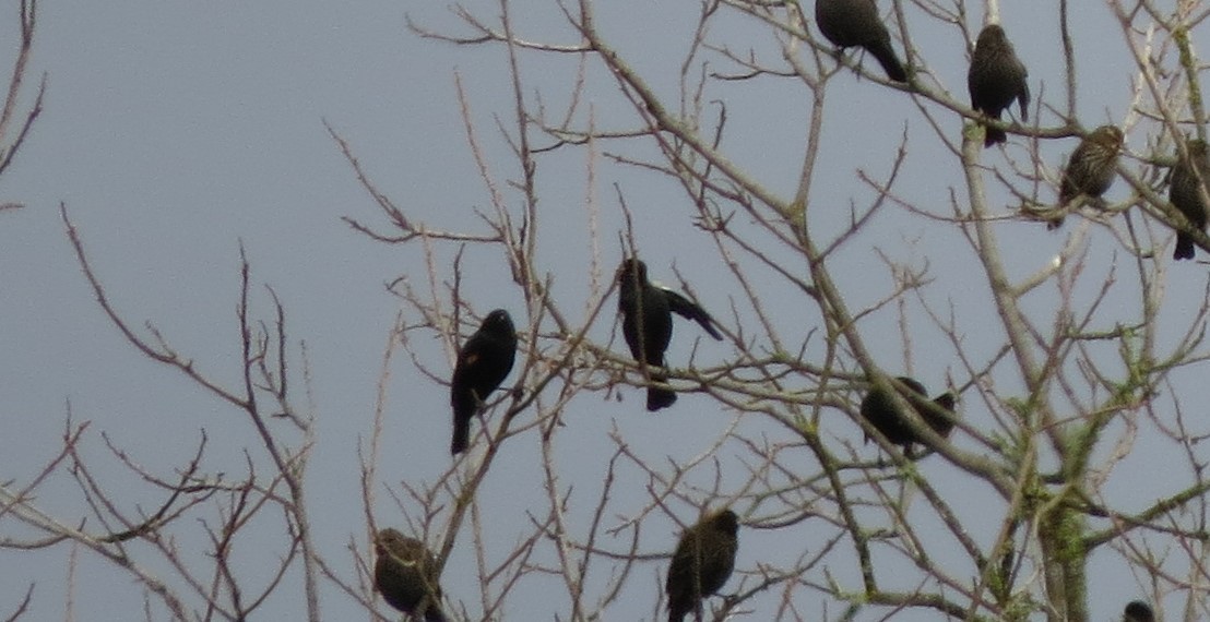 Tricolored Blackbird - ML23816591