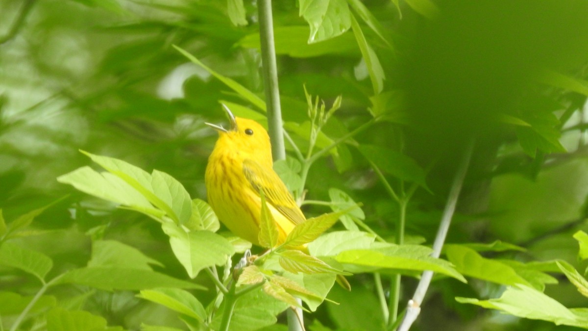 Paruline jaune - ML238166051