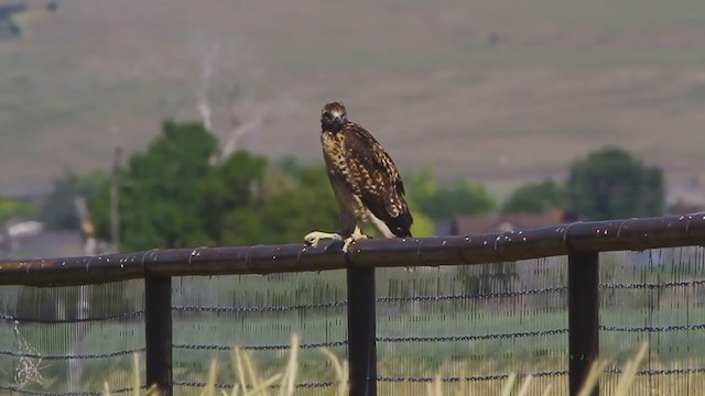 Red-tailed Hawk (calurus/alascensis) - ML238166781