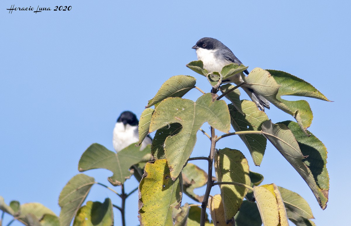 Black-capped Warbling Finch - ML238166951