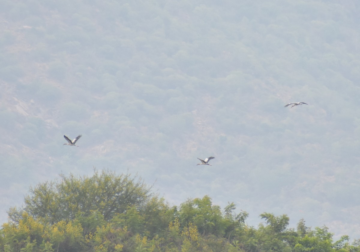 Asian Openbill - ML238167121