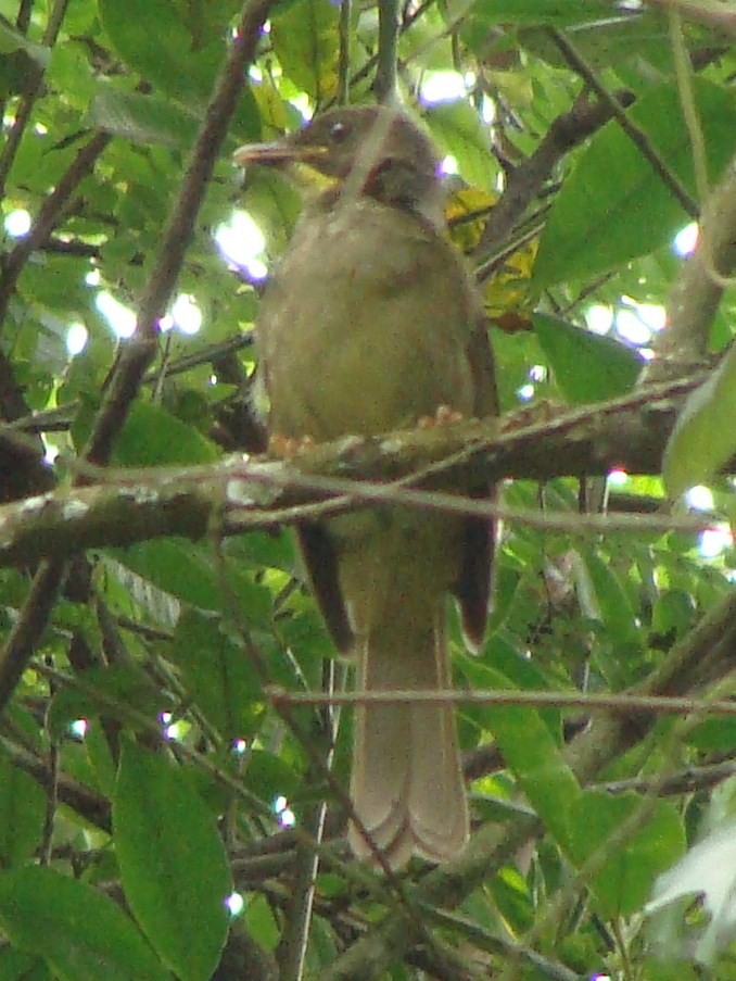 Yellow-whiskered Greenbul - ML238167741