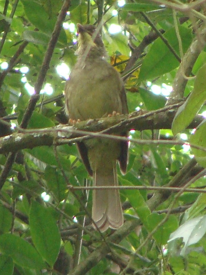 Bulbul à moustaches jaunes - ML238167751