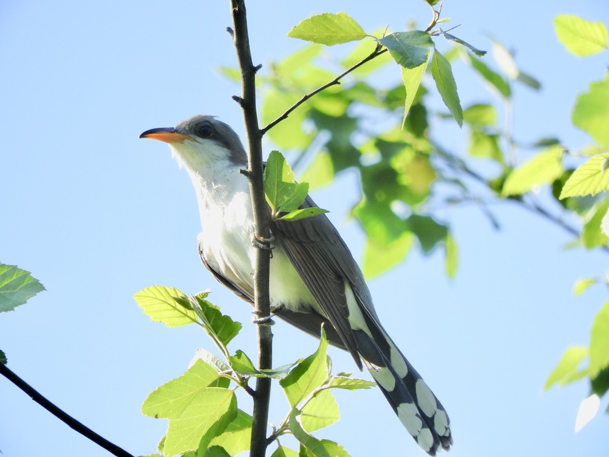 Yellow-billed Cuckoo - ML238168321