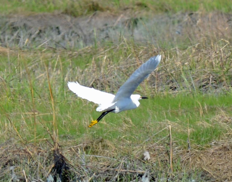 Snowy Egret - ML238169111