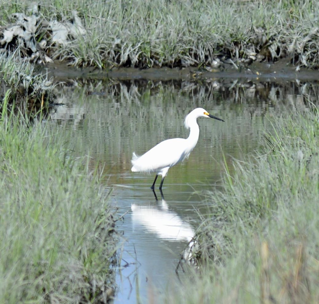 Snowy Egret - ML238169121