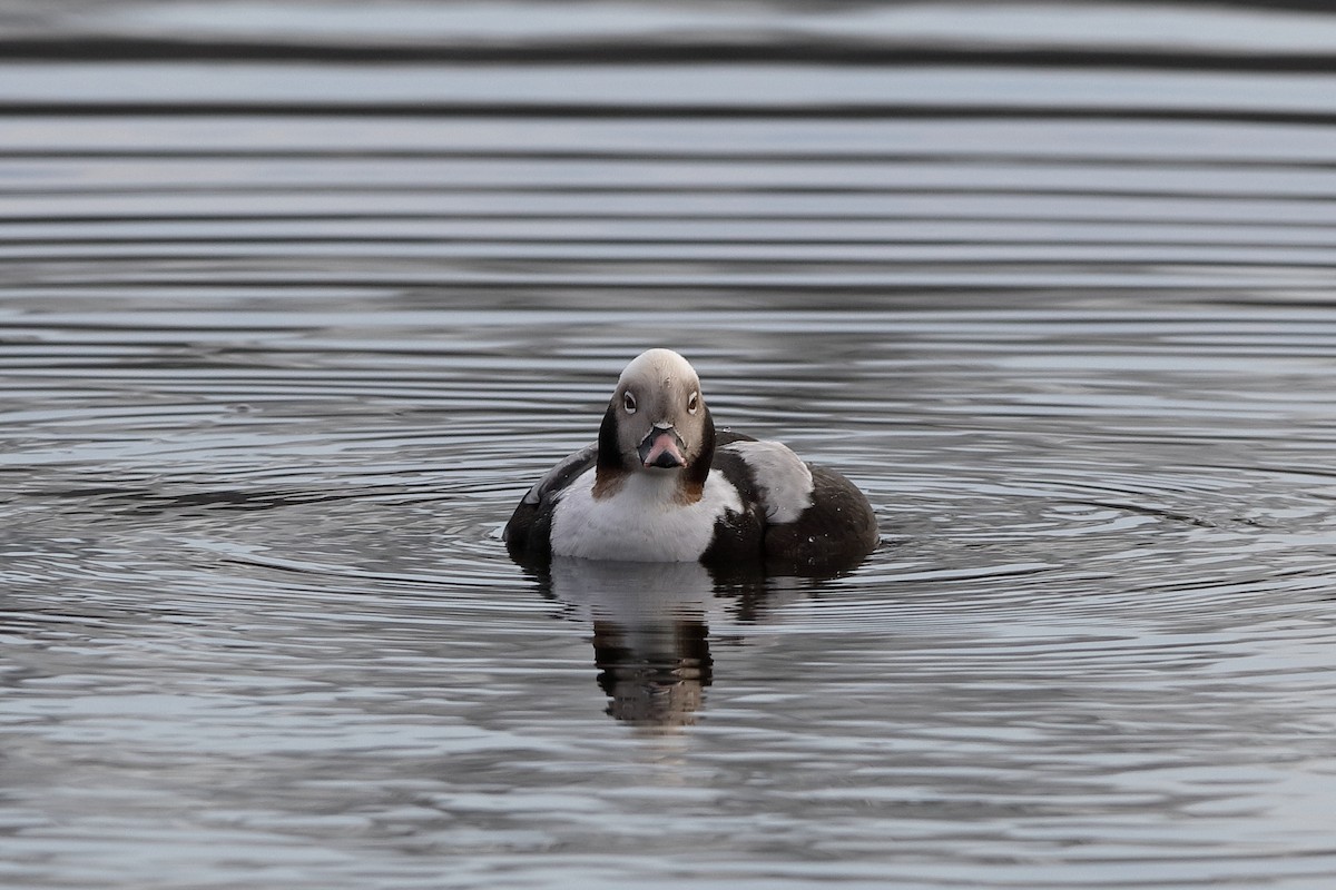 Long-tailed Duck - ML238169281