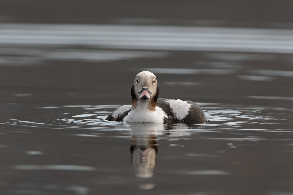 Long-tailed Duck - ML238169341