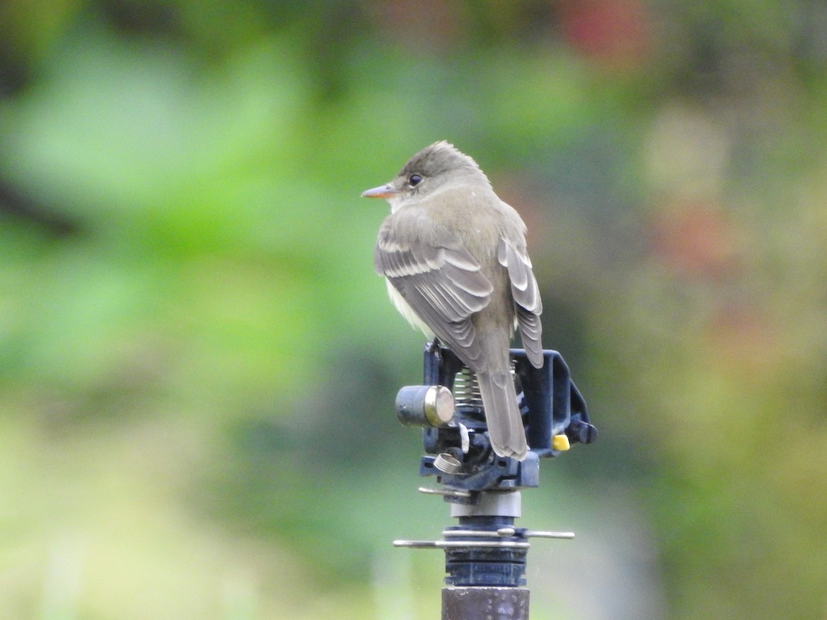 Alder/Willow Flycatcher (Traill's Flycatcher) - ML238169671