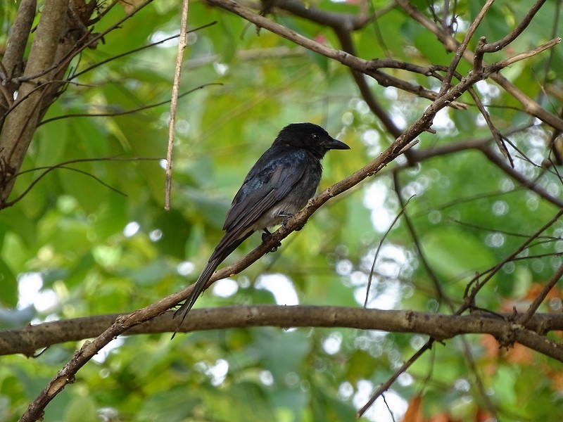 Белобрюхий дронго (leucopygialis/insularis) - ML238169871