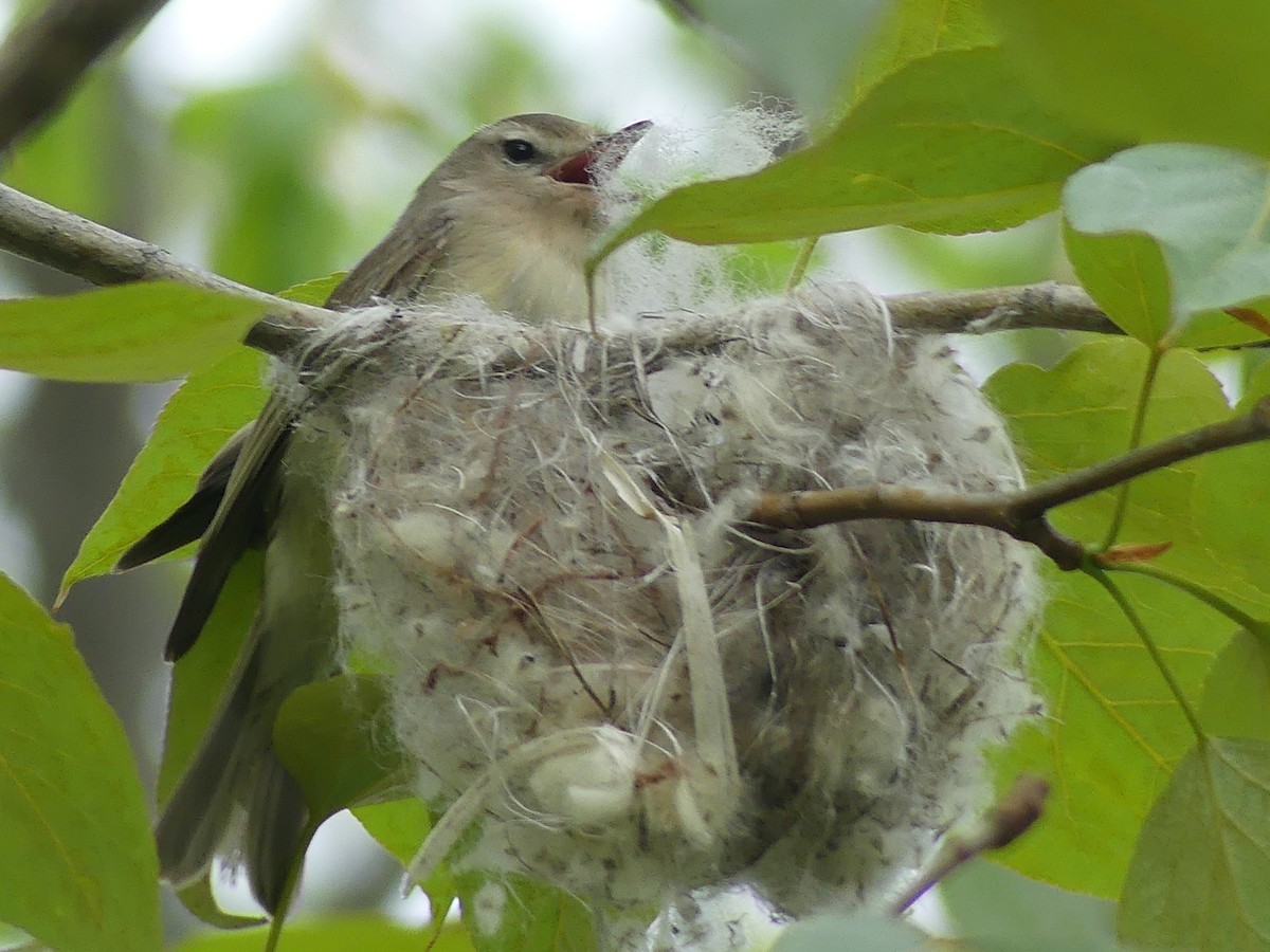 Ötücü Vireo - ML238173391