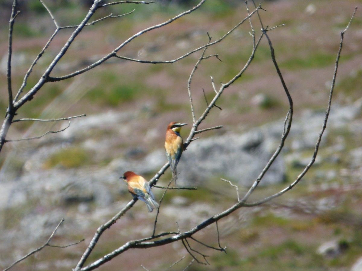 European Bee-eater - ML238173491