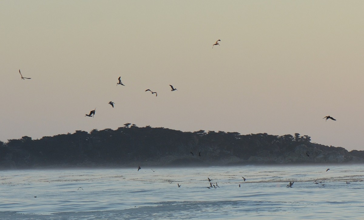 Brown Pelican - ML23817541