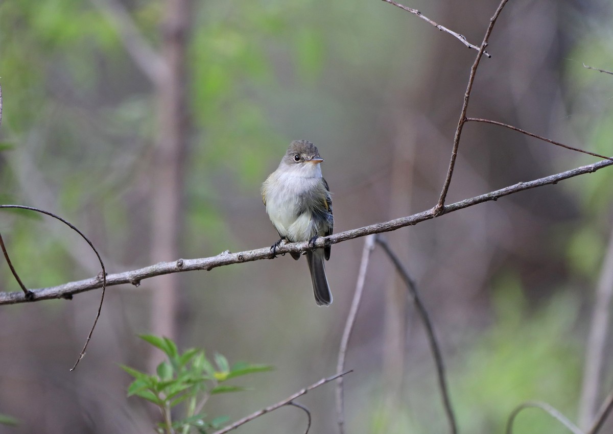 Alder Flycatcher - ML238175451