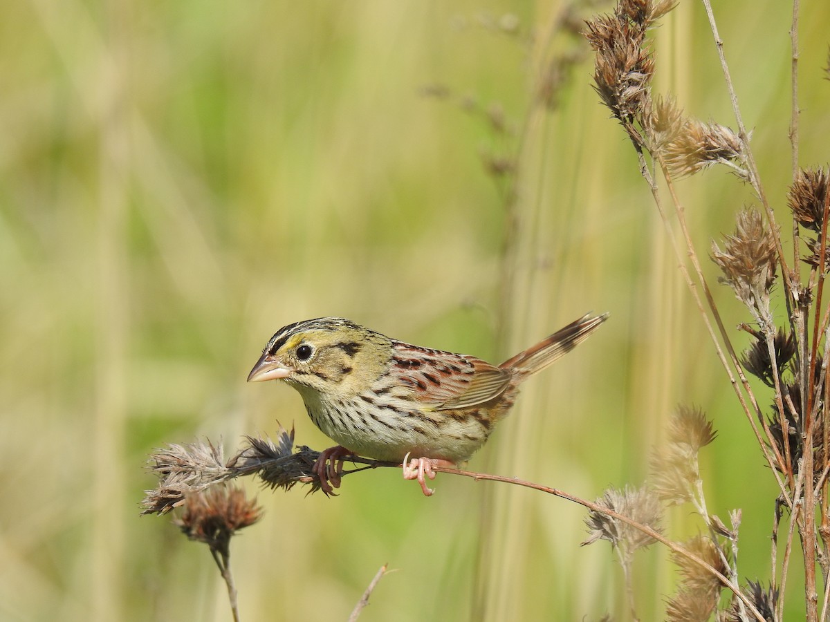 Henslow's Sparrow - ML238176141