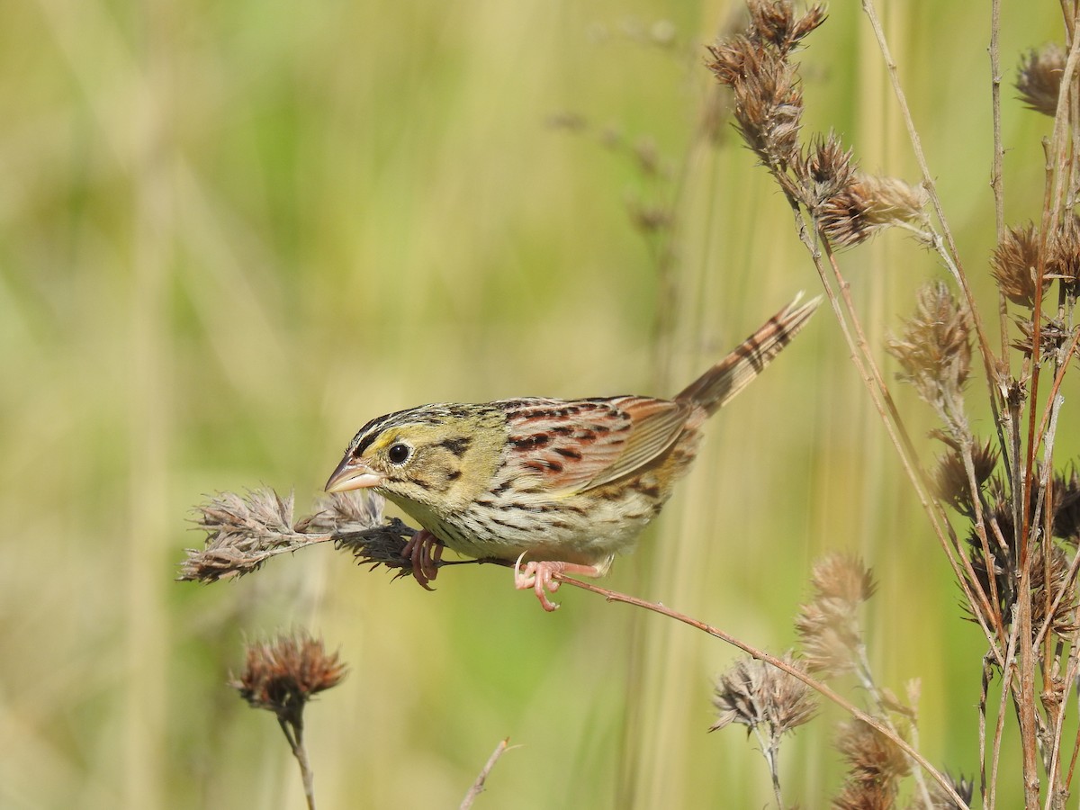 Henslow's Sparrow - ML238176151