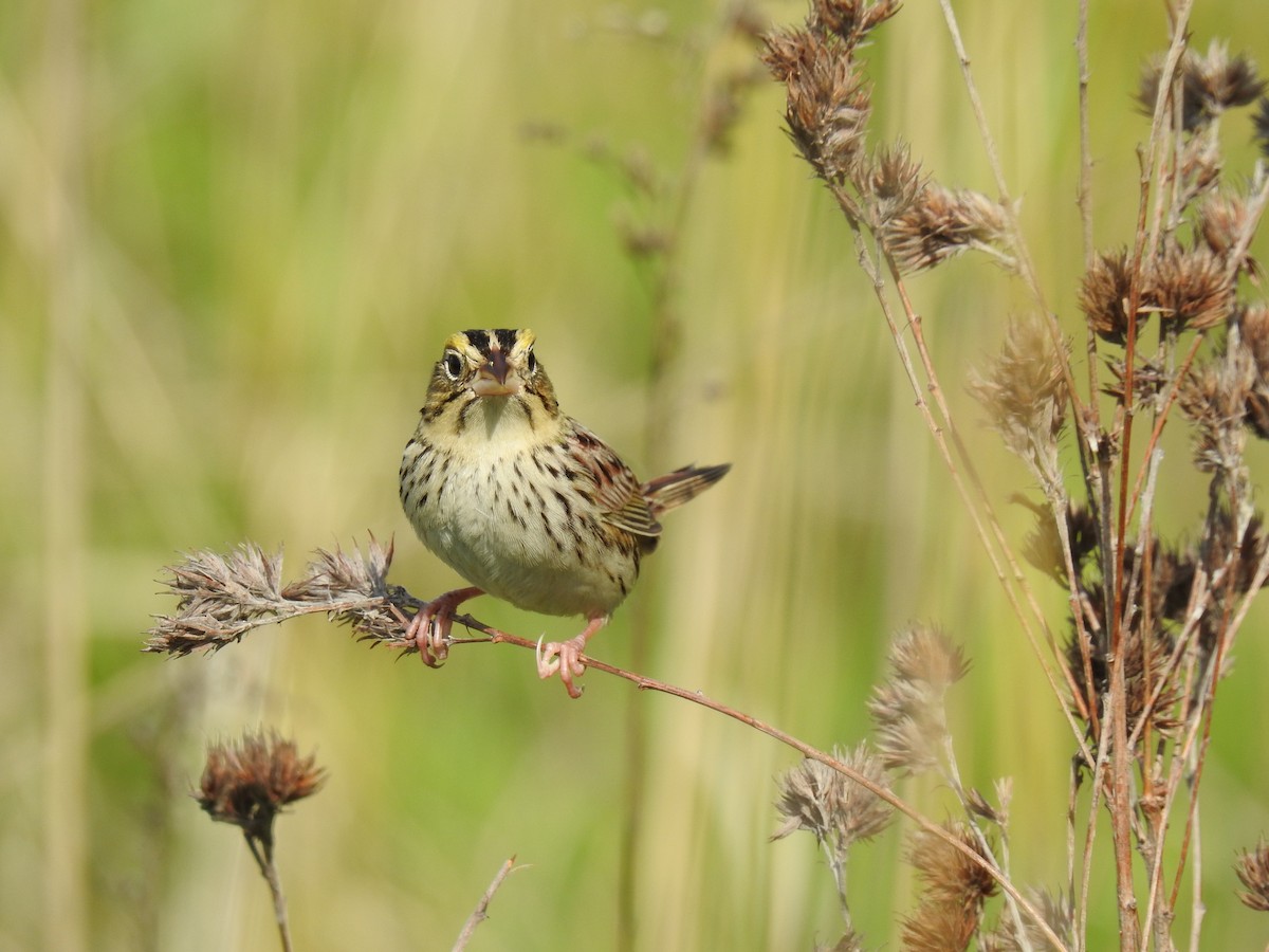 Henslow's Sparrow - ML238176181