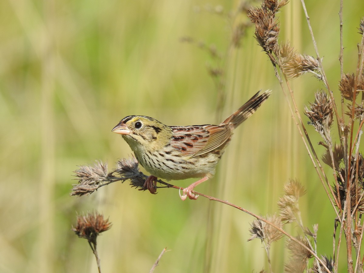 Henslow's Sparrow - ML238176191