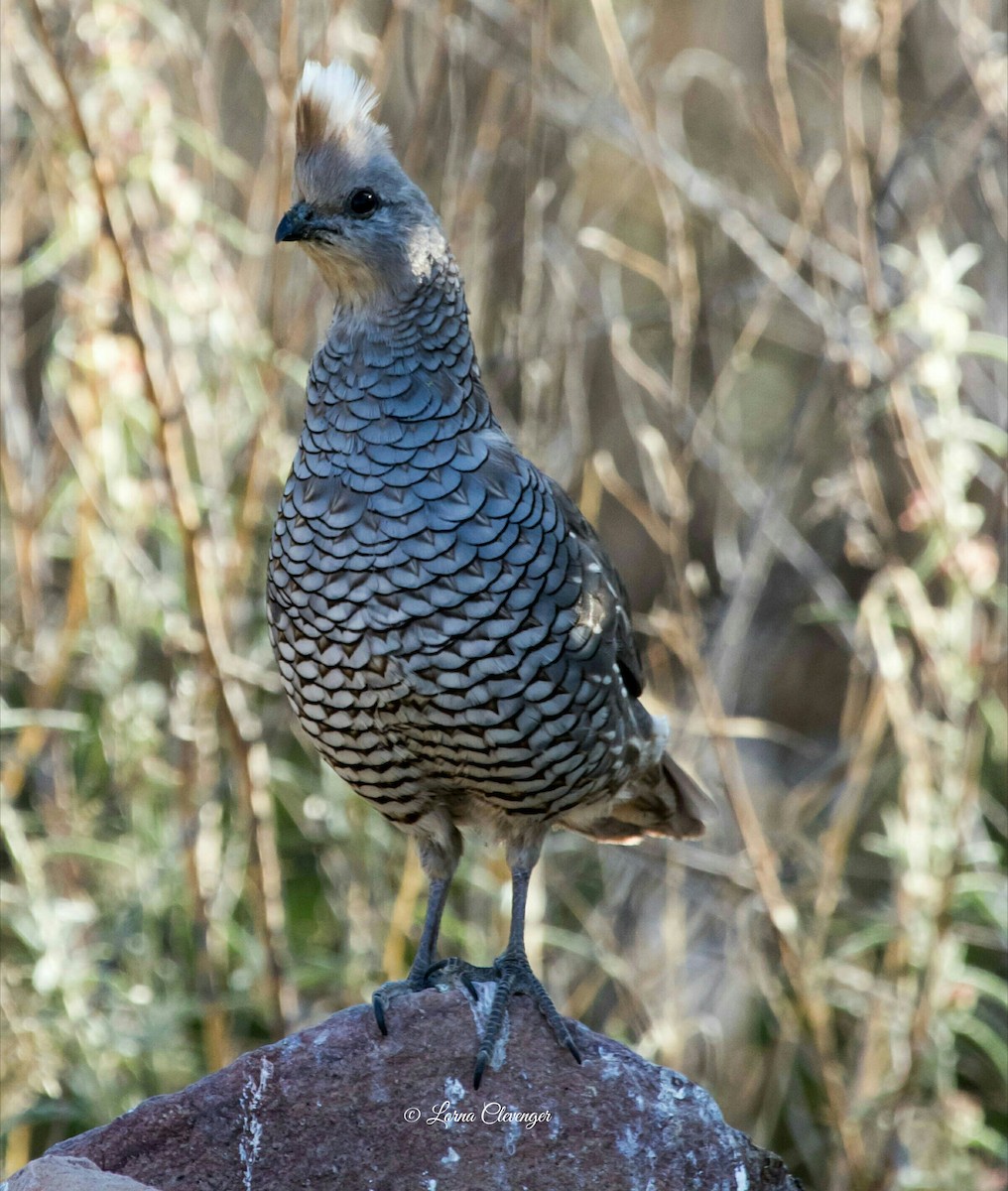 Scaled Quail - ML238178631