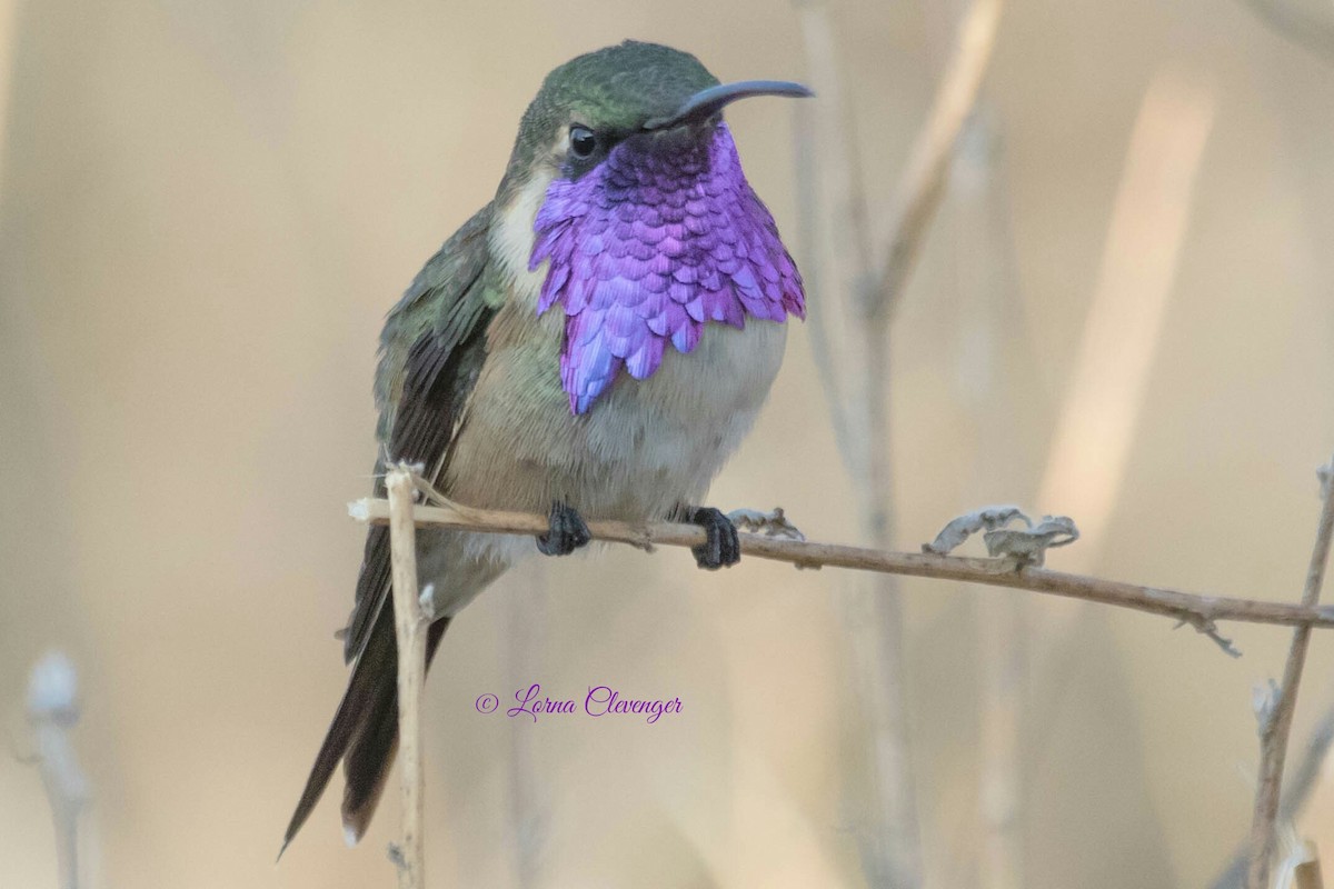 Lucifer Hummingbird - ML238178711