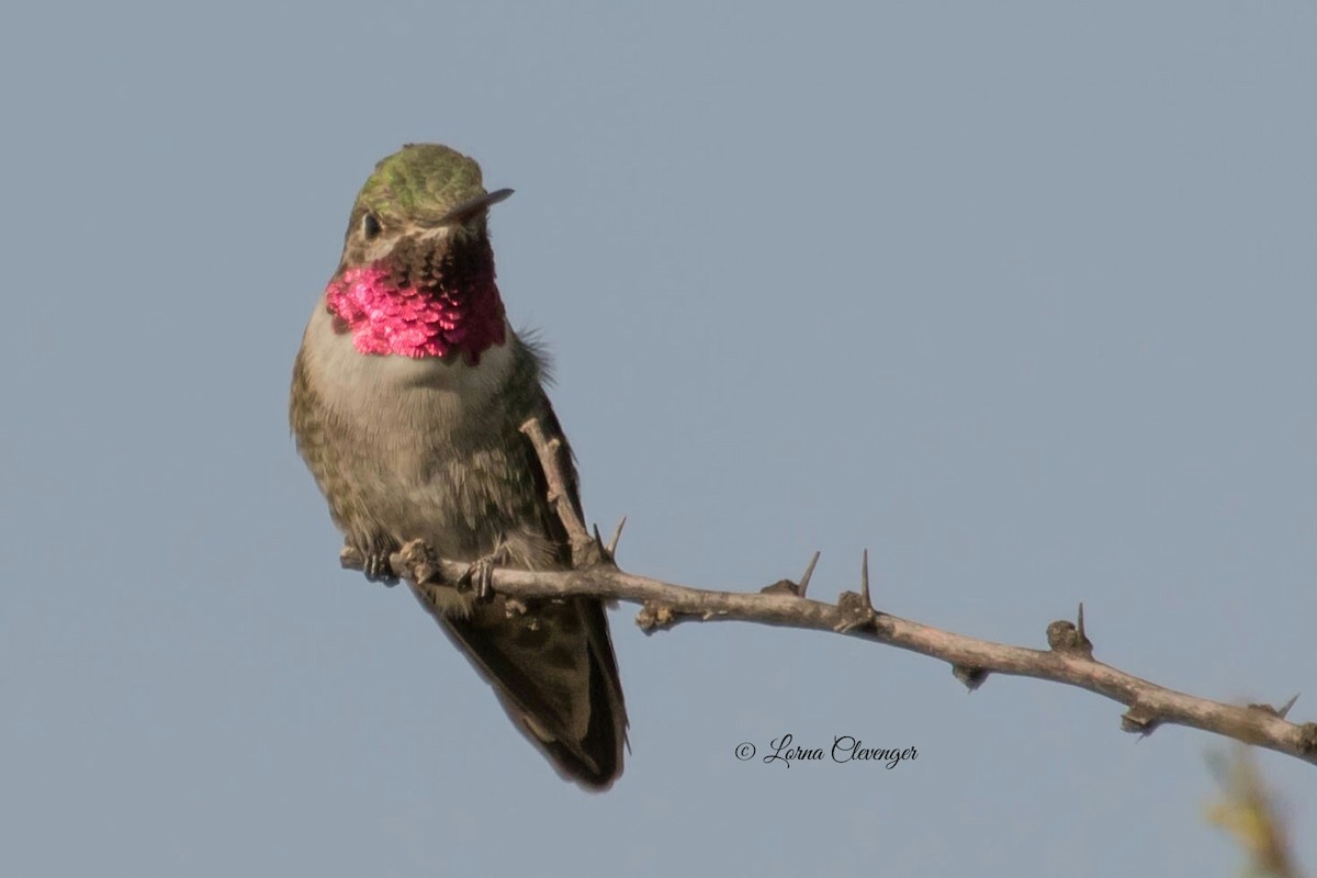 Broad-tailed Hummingbird - ML238179071