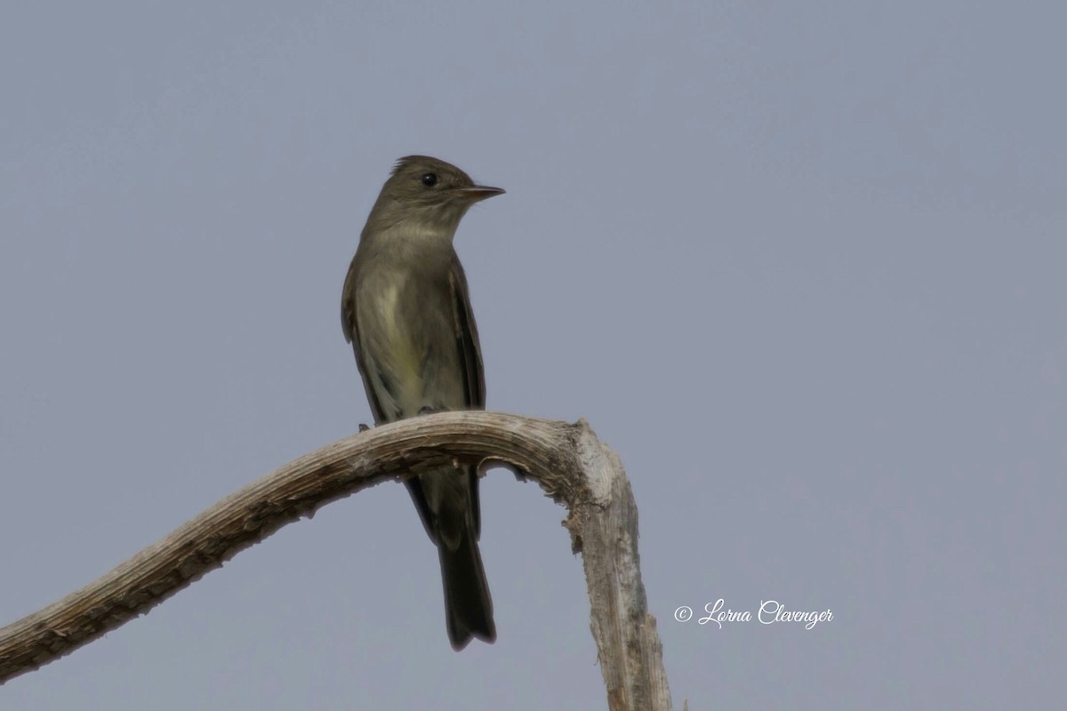 Western Wood-Pewee - ML238179841
