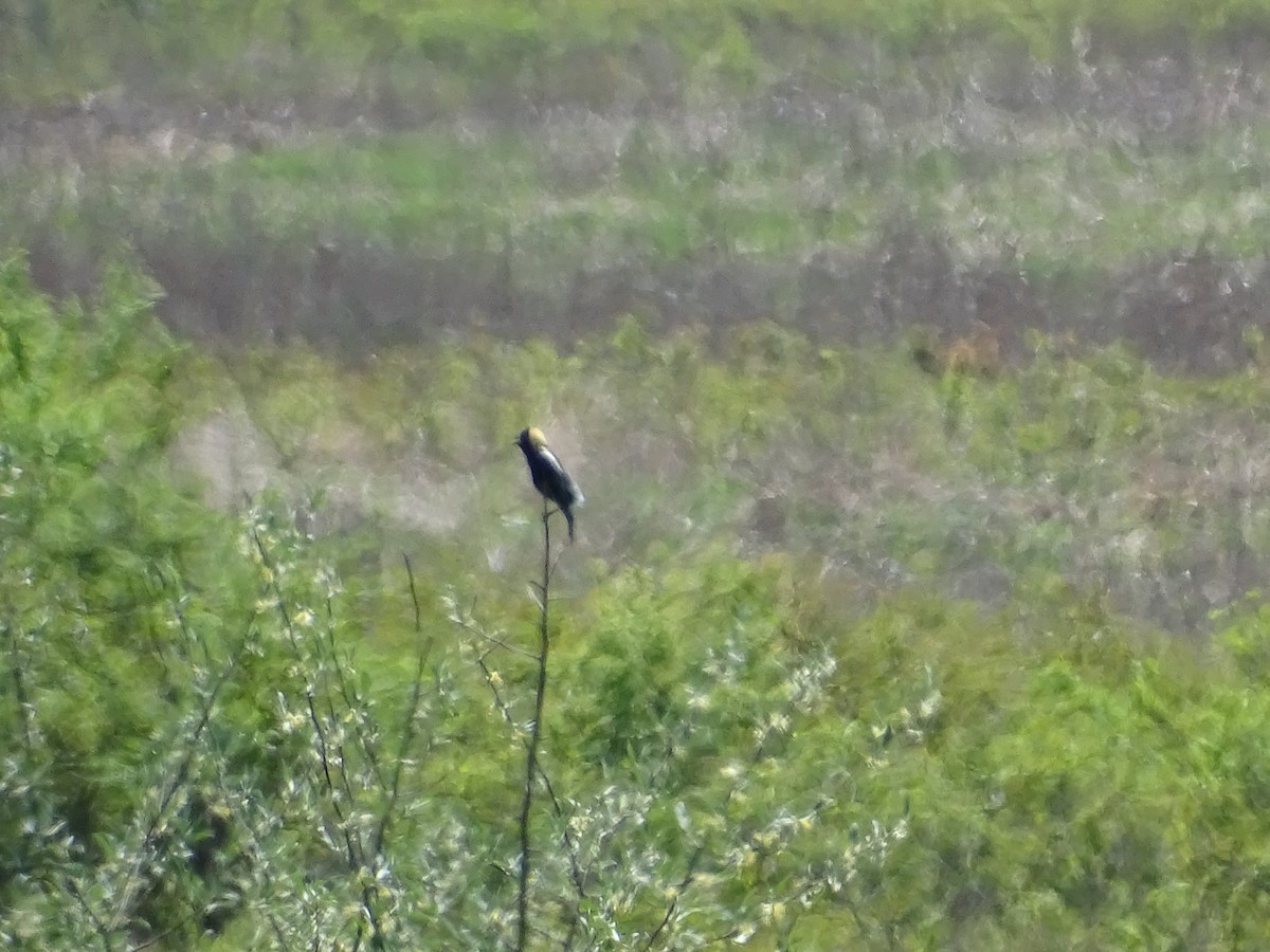 bobolink - ML238180051