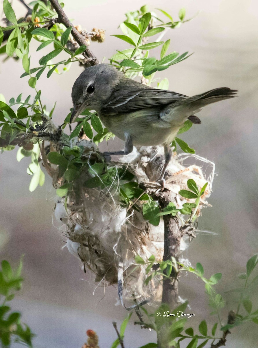 Bell's Vireo - ML238180101