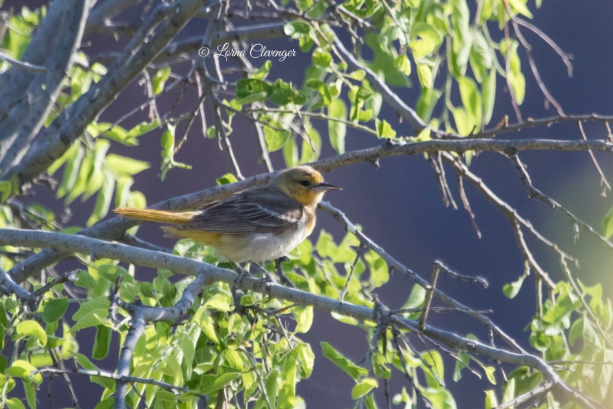 Bullock's Oriole - ML238180371