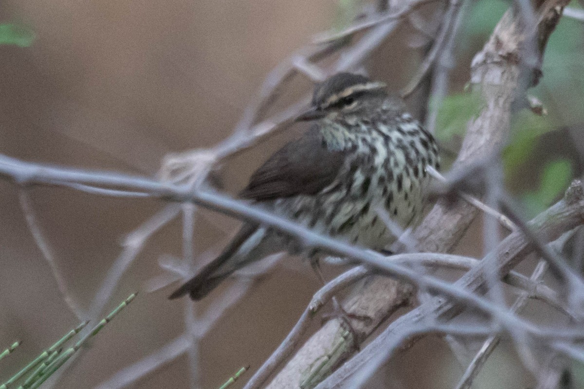 Northern Waterthrush - ML238180941