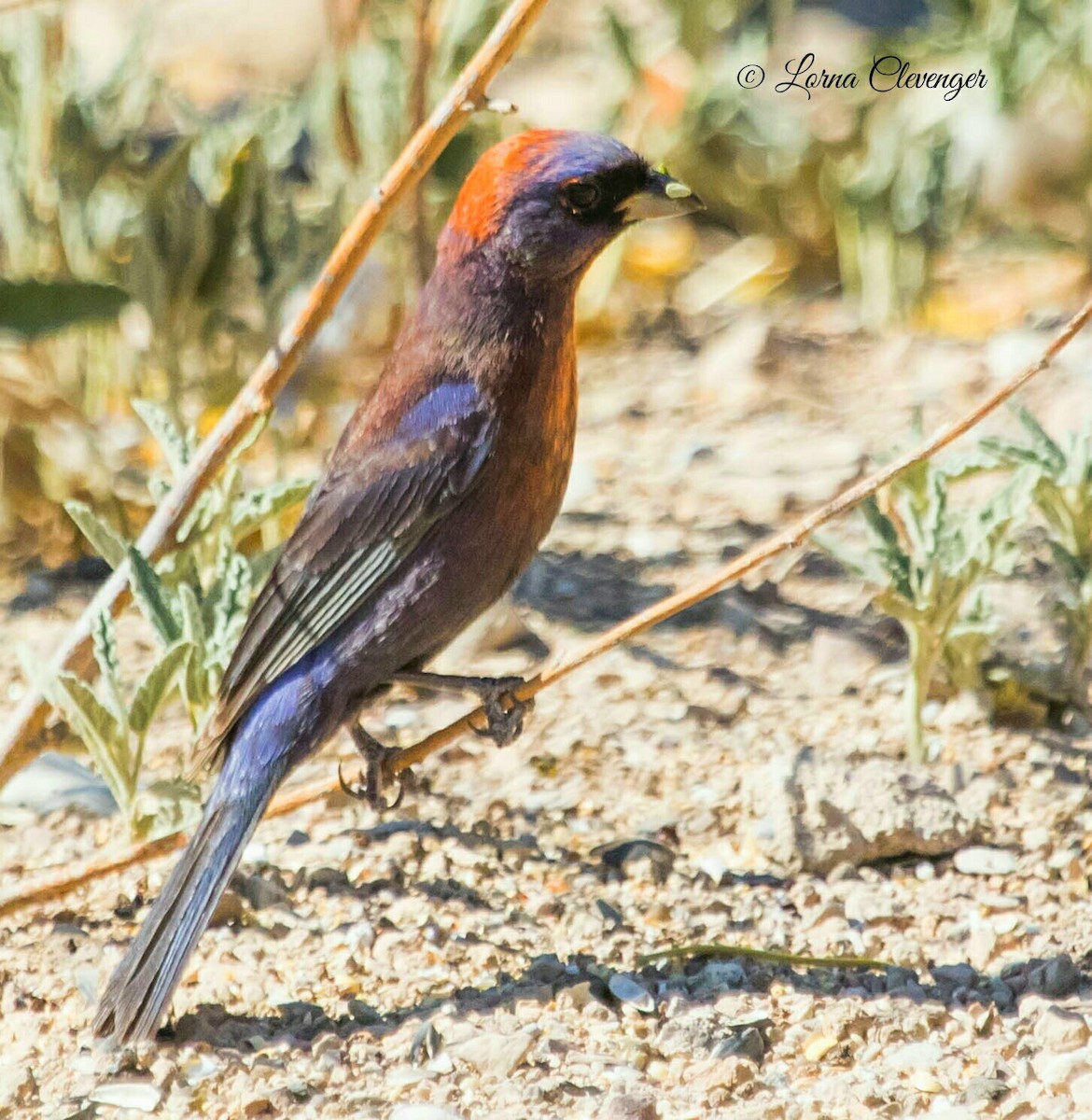 Varied Bunting - ML238182231
