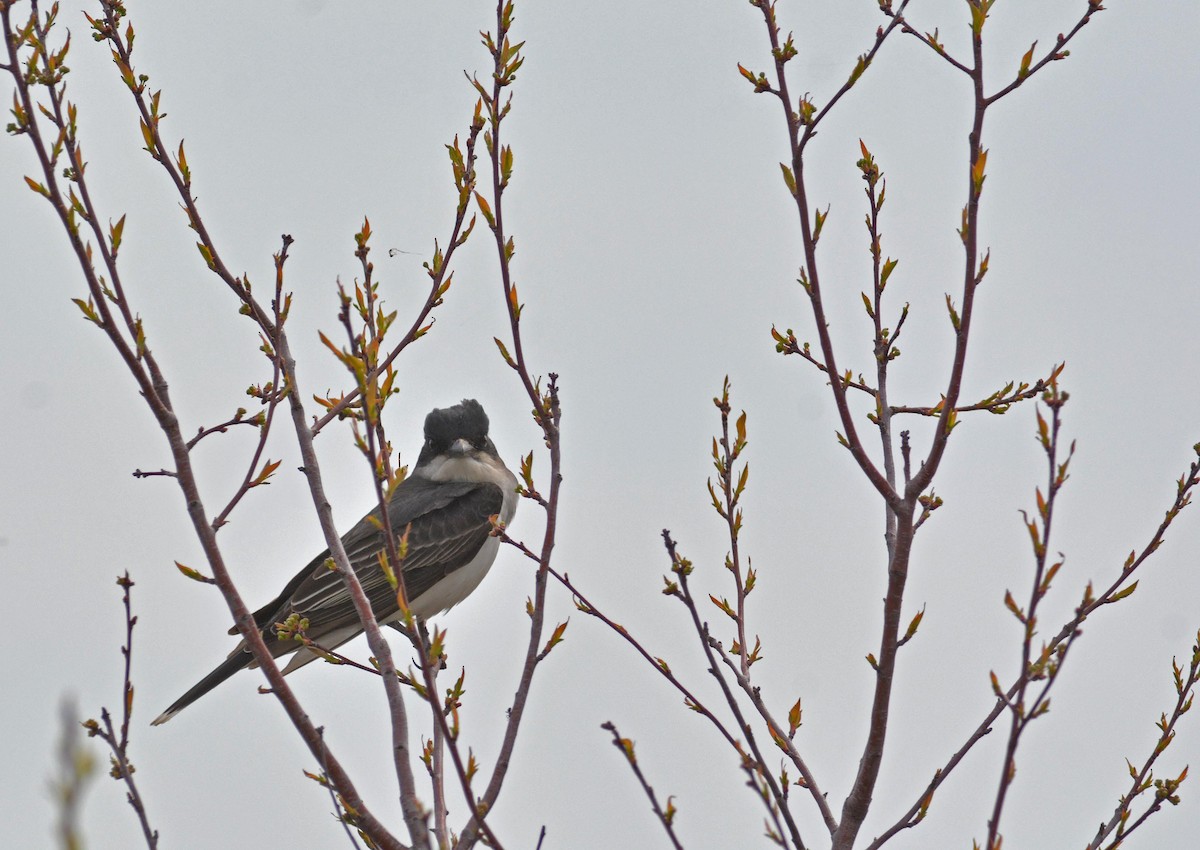 Eastern Kingbird - ML238183071