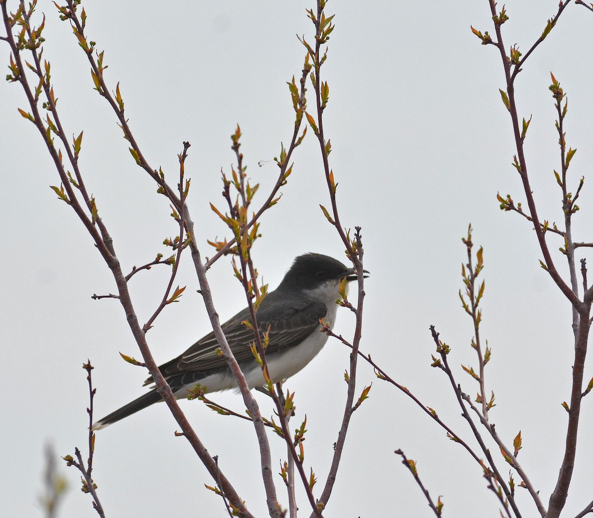 Eastern Kingbird - ML238183131