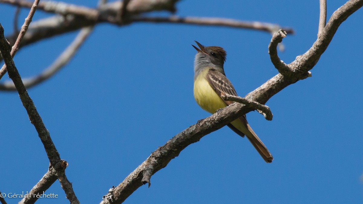 Great Crested Flycatcher - ML238183381