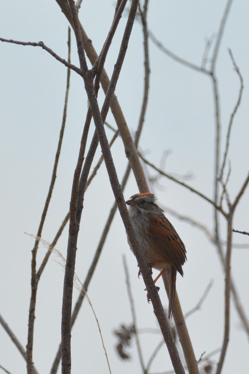 Swamp Sparrow - ML238183491