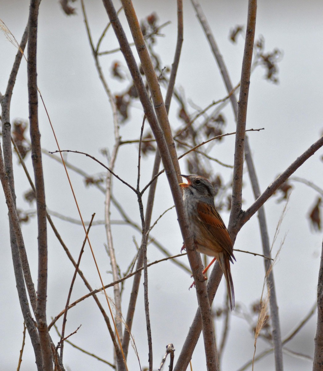 Swamp Sparrow - ML238183631