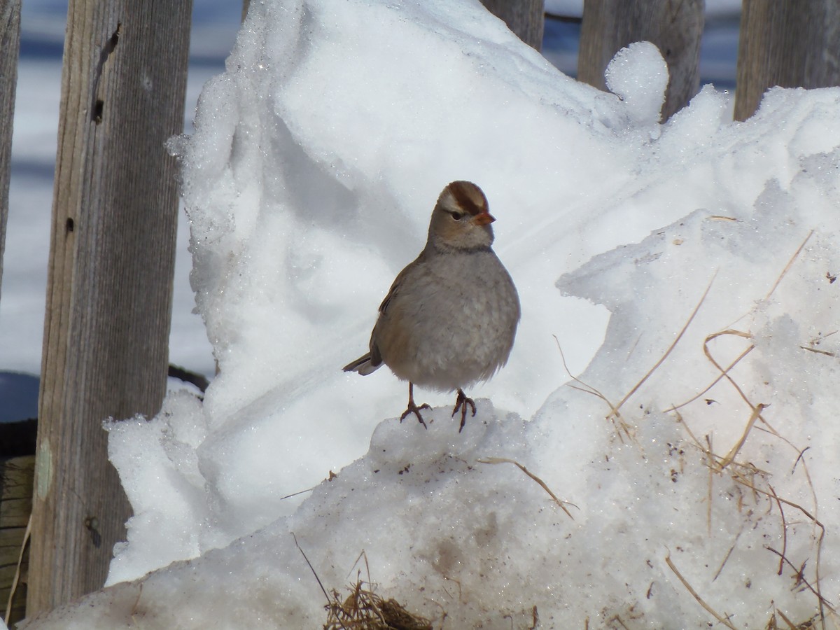 White-crowned Sparrow - ML23818701