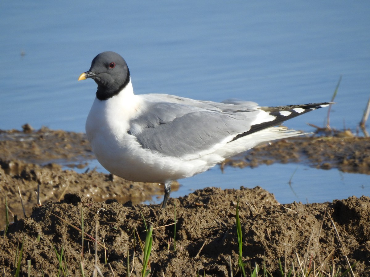 Sabine's Gull - ML238187941