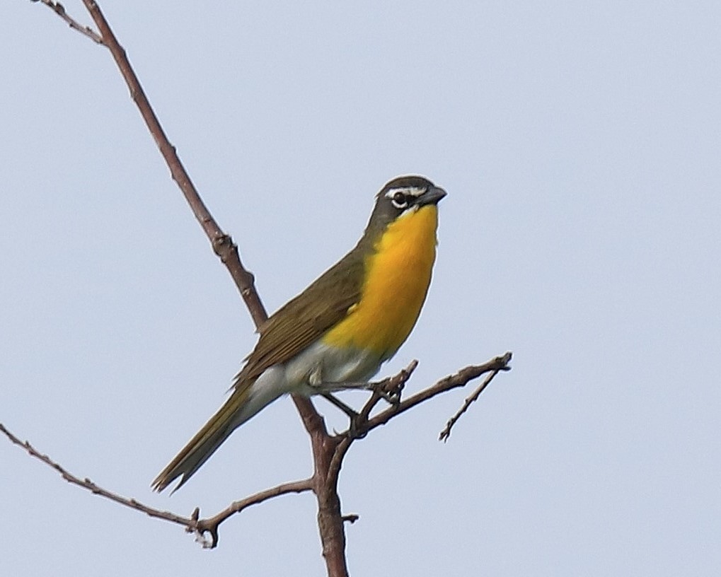 Yellow-breasted Chat - ML238188011