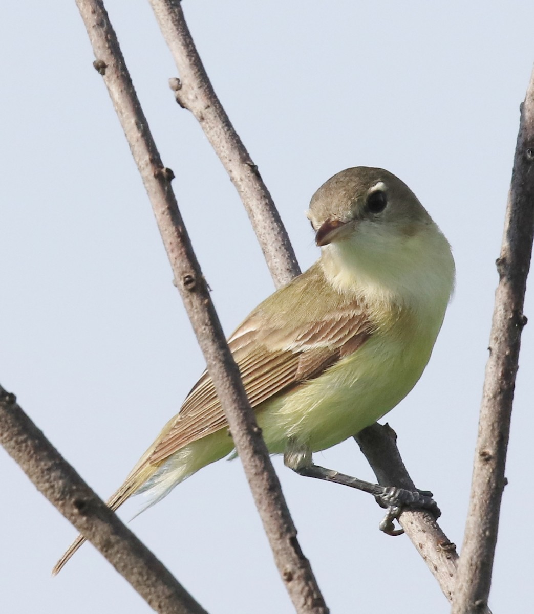 Bell's Vireo - ML238189071