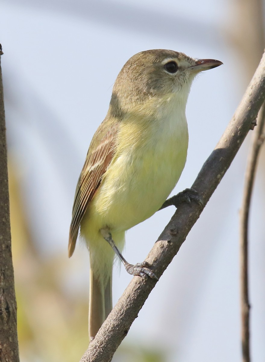 Bell's Vireo - ML238190511