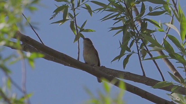 Garden Warbler - ML238190811